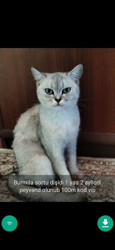 şinşilla pişik: Самец, Самовывоз — 2