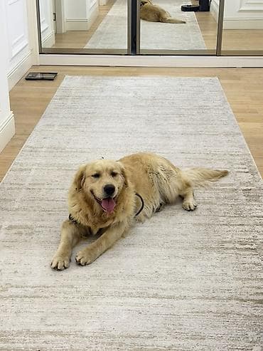 itlerin qidalanmasi: Retriever, 11 ay, Erkek, Peyvəndli, Ünvandan götürmə — 3