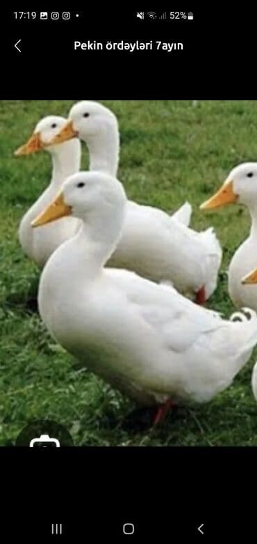 3D panellər: Pekin ördəkləri – 7 aylıq - Cins: Pekin - Yaş: 7 ay - Rəng: tam ağ — 1