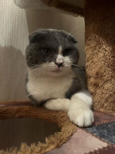 pişik sortları: Şotland yastı qulaq, Erkək, Cütləşmə üçün, Ünvandan götürmə, Ödənişli çatdırılma — 5