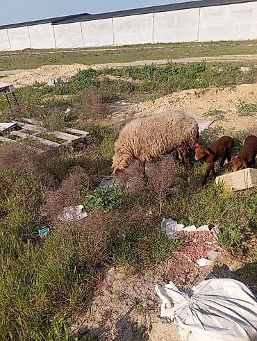 Бараны, овцы: Qoyun ana və 2 quzu dəsti - Cins: yerli qoyun (quzu rəngi — 4