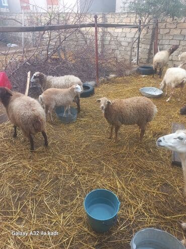 inəyin öd daşı: Qoyun sürüsü – ət və damazlıq üçün - Təsərrüfatda müxtəlif rəng və — 4