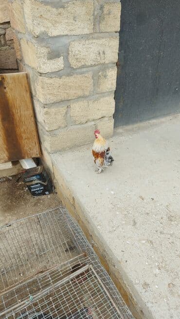 Cırtdan dekorativ xoruz - Rəng: gümüşü-boz, krem və qırmızı-qəhvəyi — 3