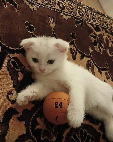 ağ pişiy: Erkək — 2