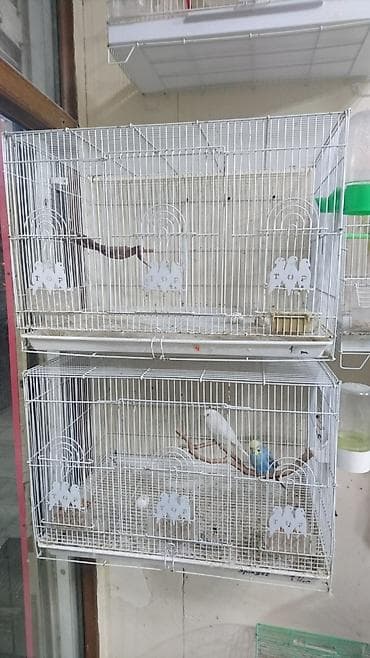 it tap az: Ölcüsü 60-42-42 — 4