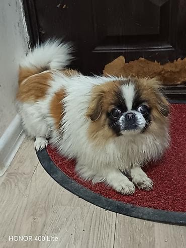 şpits itleri: Pekines — 2