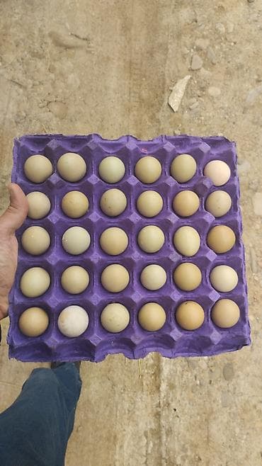 karton satisi: Təzə toyuq yumurtaları – müxtəlif rəngli seçmə qabıq tonları (açıq — 1