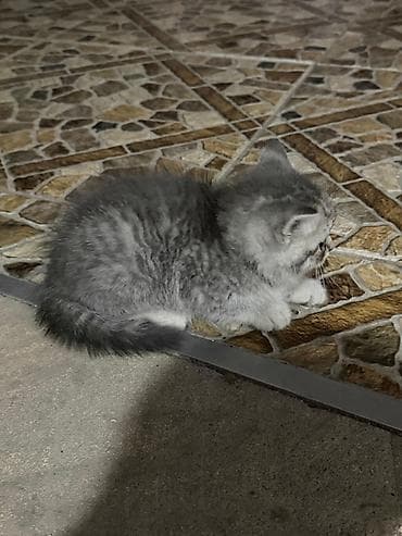 pişik cutleşdirme: Tabbi, Yaxşı əllərə — 3