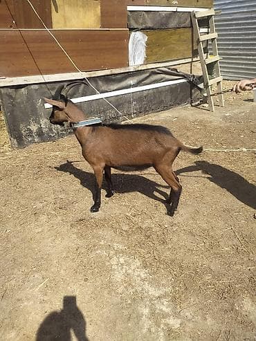 ereb keçisi: Salam alpin oberhas təkəsi satılır bir yaşı var aktiv təkədir təmiz — 1