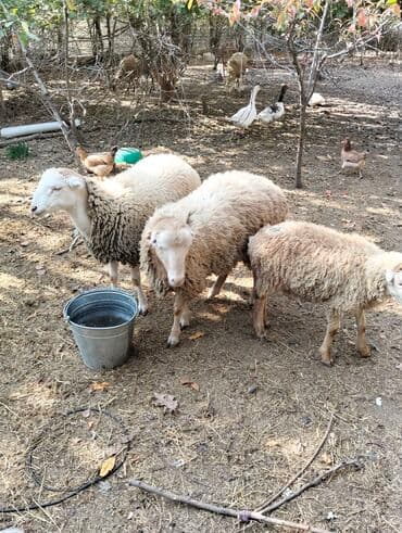 quzu satan: Məhsul:Quzular Təsvir: - Şəkillərdə gördüyünüz kimi 9baş tam sağlam — 5