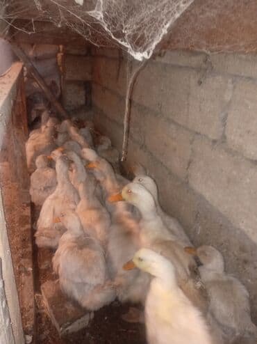 lavanda ordək: Məhsul: Ördəklər (toplu satış üçün) Təsvir: - Şəkillərdə göründüyü — 3