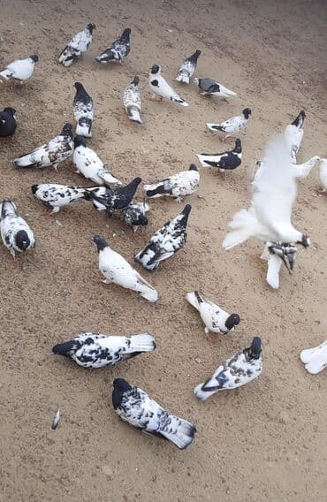 cuce ve xoruz: Quşlar satılr @sarayli_qusbaz_agaselim — 2