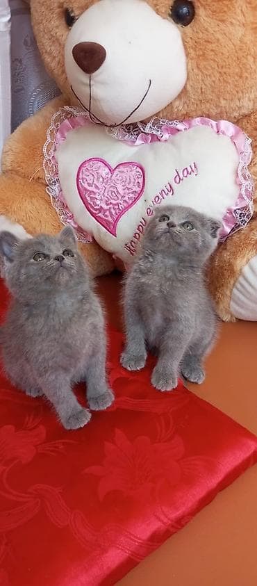 shih tzu stenci: Şotland — 4