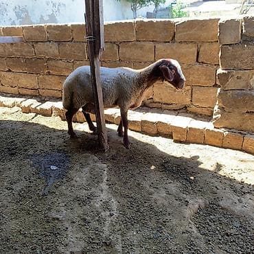 Keçilər, çəpişlər: Damazlıqa əbrəş satılır istəyən olsa yazsın 2 qarın doğub istəyən olsa — 4