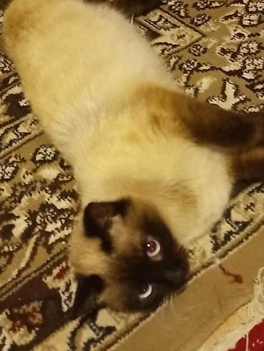 şotland dişi: Siam, Dişi, Ünvandan götürmə — 3