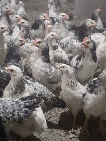 С/х животные и товары: Куриные цыплята, Для мяса, Самовывоз, Платная доставка — 4