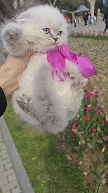 шиншилла кошка: Şotland yasti qulaq colir point erkey bala satişdadi.Fevralin 1 i — 2