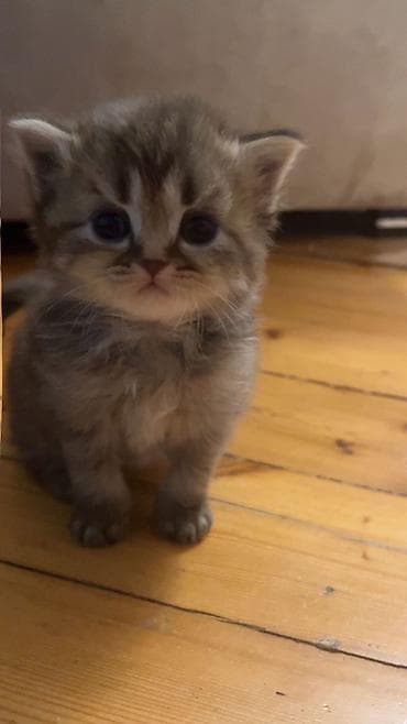 Uzun tüklü biritan boz-qəhvəyi rəngli balaca pişik balası. Yumşaq — 5