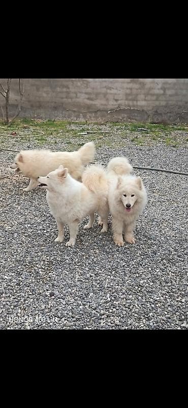 5 gunluk is elanlari: Samoyed, 10 ay, Dişi, Cütləşmə üçün, Ünvandan götürmə — 4