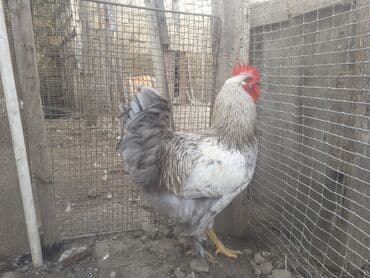 heyreti xoruz: Xoruz 35 azn .ceki 2kg. 700 gr. 055 880 85 29 — 3