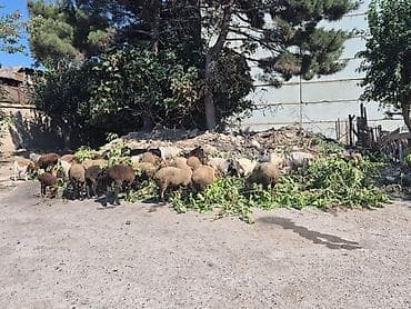 quzu: 27 eded keci cepis coxuda bogazdi 19 eded qoyun quzudu 4 erkek 4 ana 2 — 8