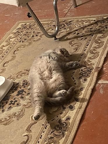 Şotland yastı qulaq