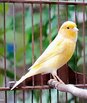 Зоотовары: 1 yaşlı gözel oxuyan hazır qızğın erkək — 1