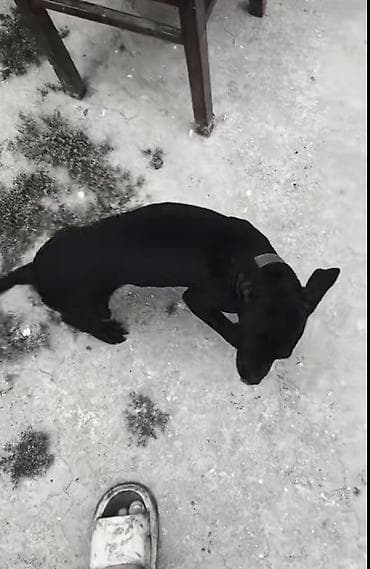 pitbul: Salam satılır tam sağlam amerikan pitbul terrier saf qan erkəy — 3