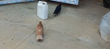 той пудель цена в баку: Sari qara cutdu.sarinin ata anasi 6 saat ucur .cutu 45manata.pavlin 10 — 7