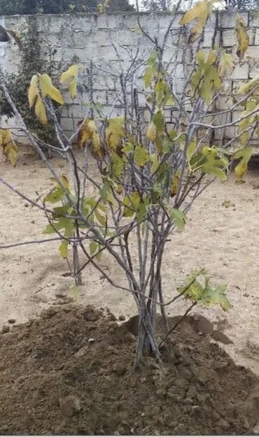 Baki encili aq . temiz sort