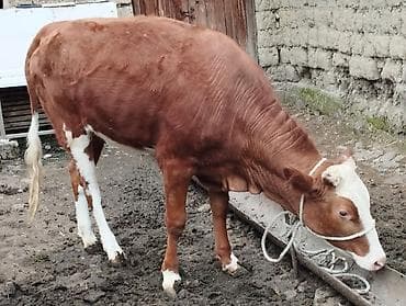 heyvanlara verilən xüsusi adlar: Qırmızı-ağ rəngli erkək buzaq/simalı cavan mal. Bədəni əsasən tünd — 6