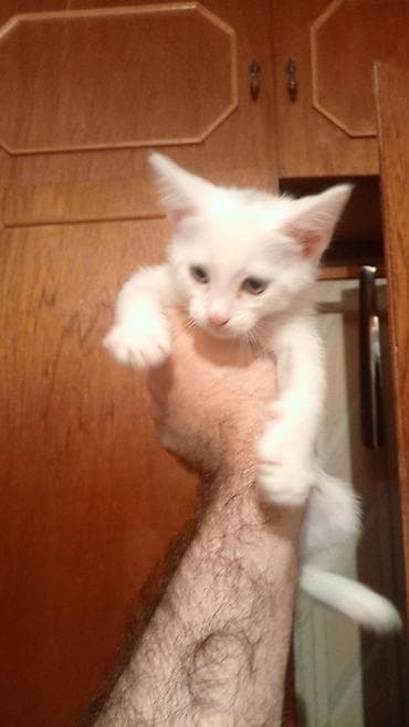 benqal pişiyi: Benqal — 8