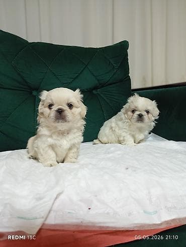 qaz heyvan: Pekines — 1
