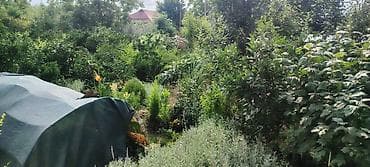 lan: Bağ və ev üçün dekorativ saksı bitkiləri - Sedum (sukulent): İncə — 8