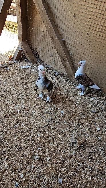mal yemi: Cüt dekorativ göyərçin - Növ: dekorativ ev göyərçinləri (kəkilli baş — 2