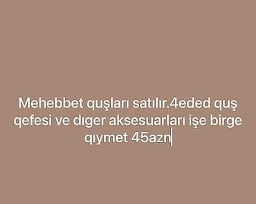 kakadu quşu: 45azn — 1