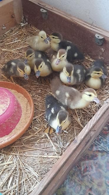 ordek balalari: 6 günlük 10 dene bala tam mayalanmış zümrüdü krasnadar lavanda 5 m — 8