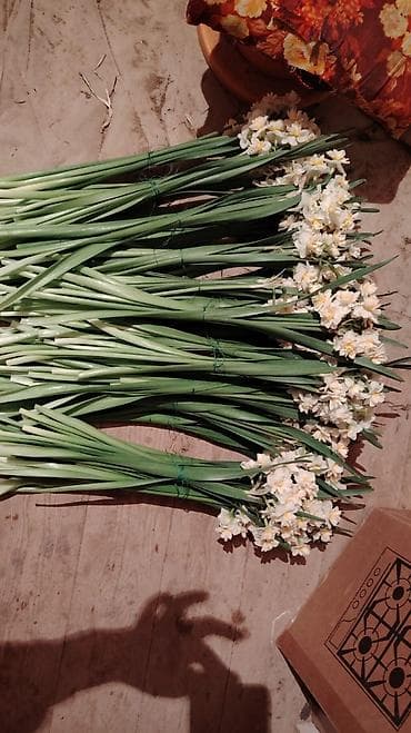 Çöl bitkiləri: Məhsul: Nərgiz gülləri – təzə dərilmiş dəstələr Təsvir: - — 1