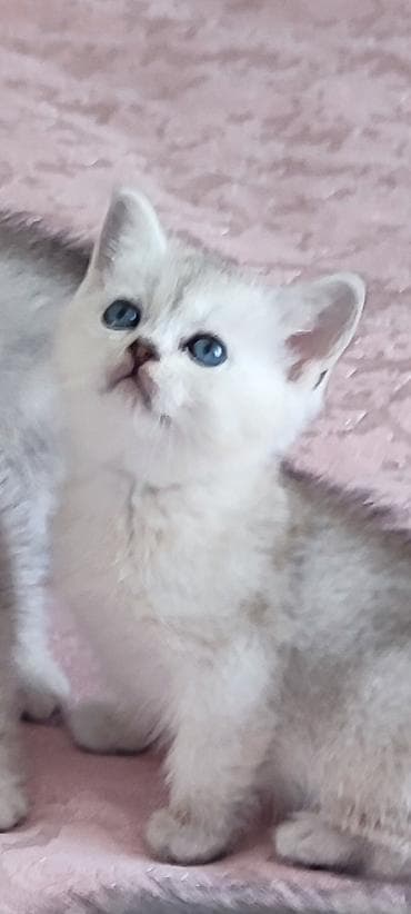 Qızıl şinşilla, Erkək, Yaxşı əllərə