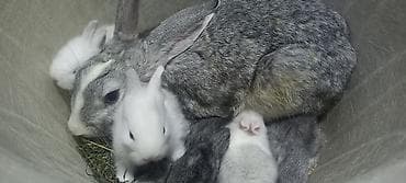 dovşanlar: Salam. dovsan balalari tek ve top satilir — 8