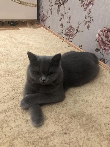 ağ pişikler: Britan, Erkək, Cütləşmə üçün — 1