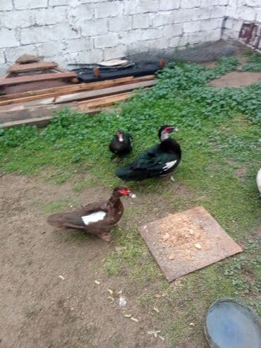 gence toyuq cuce: Lal ordey satlir cavandi 3 maya 1,erkey 4denesi 90asaqi yeri var — 1