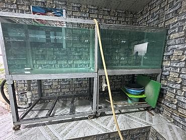 hinduska satisi: Akvaryum 1 ədəd
Restoran,Kafe,Mağaza üçün — 1