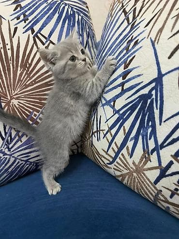 Gəmiricilər: Fars — 6