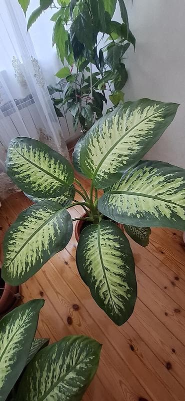 Dieffenbaxiya (Dieffenbachia) – iri, zolaqlı yarpaqları olan dekorativ at lalafo.az Dieffenbaxiya (Dieffenbachia) – iri, zolaqlı yarpaqları olan dekorativ