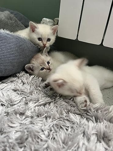 британская шиншилла: Шиншилла — 4