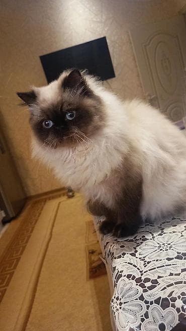 pişik ucun qab: Dişi, Cütləşmə üçün — 2