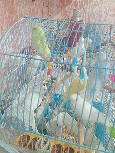 quş: Mavi çərçivəli qəfəsdə bir neçə tutuquşu. Qəfəsdə ağ, sarı və mavi — 2