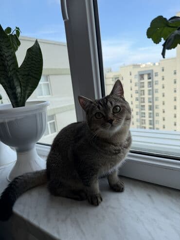 Digər heyvanlar: Tabbi, Erkək, Cütləşmə üçün, Ünvandan götürmə — 2