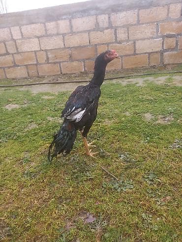 Qiymət sondu. Göndərmək mümkündü yol pulu alanlıqdı